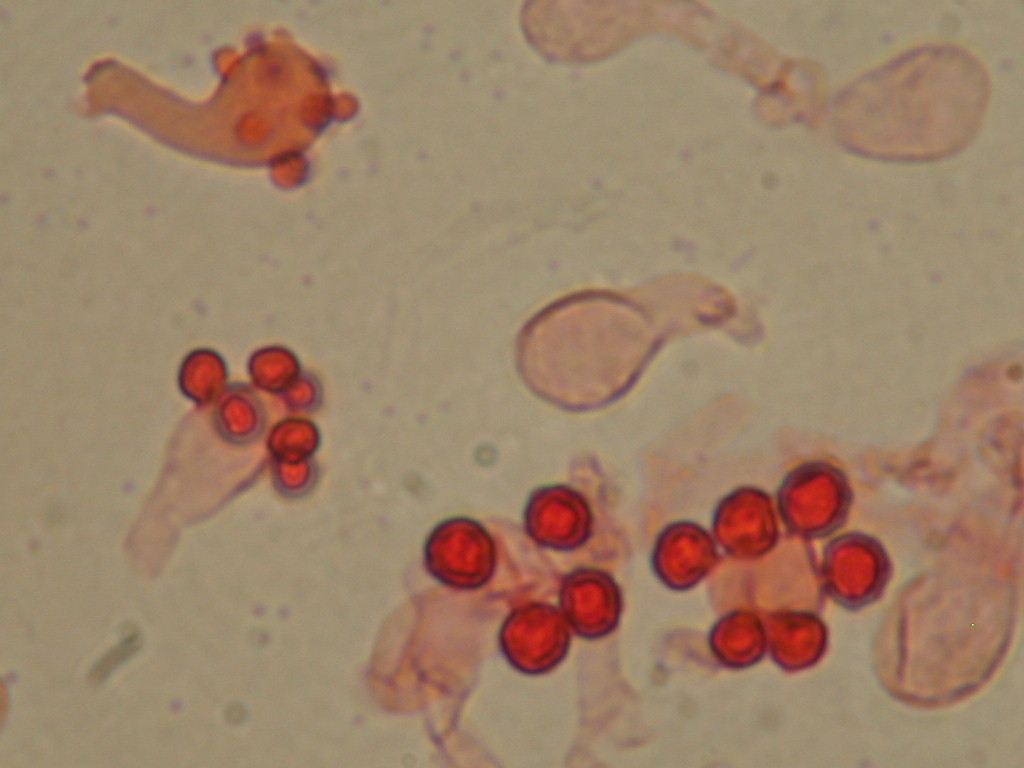 Arriva con il caldo...   QUIZ